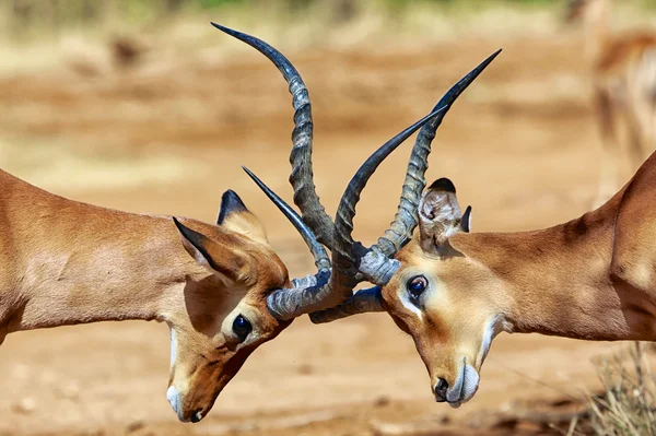 antelopes fighting for territory