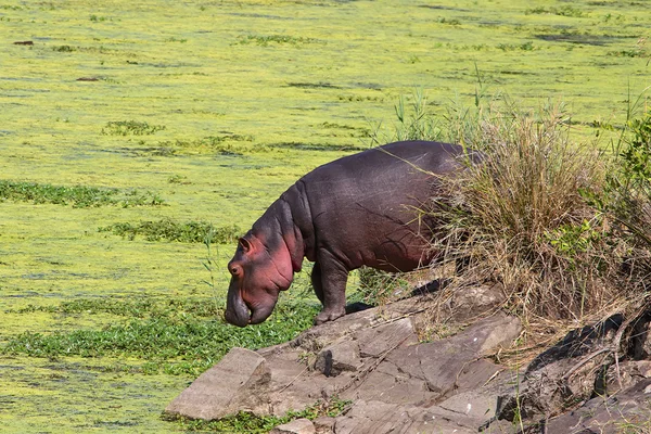 Hipopótamo agua potable — Foto de Stock