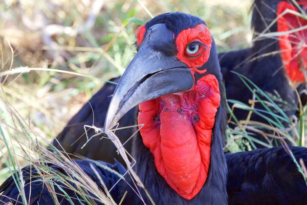 Zuidelijke grond neushoornvogel — Stockfoto