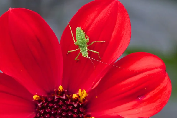 Gräshoppa på röd blomma — Stockfoto