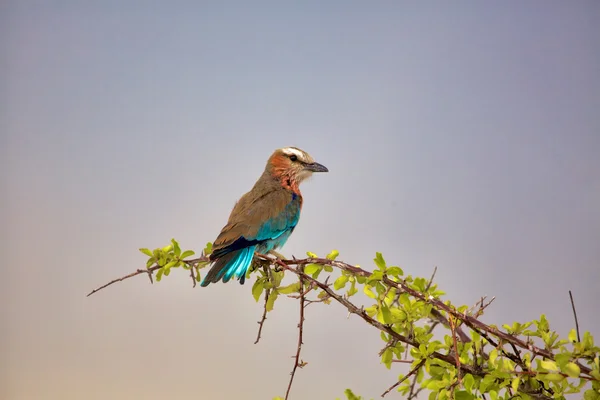Hermoso pájaro en rama de árbol — Foto de Stock