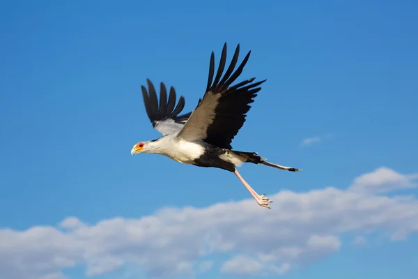 Flying secretary bird — Stock Photo, Image