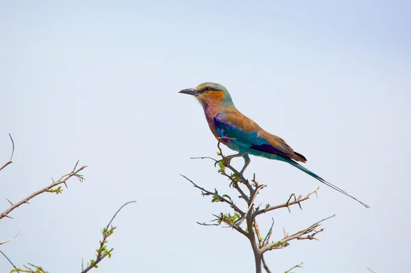 Lilac breasted roller — Stock Photo, Image
