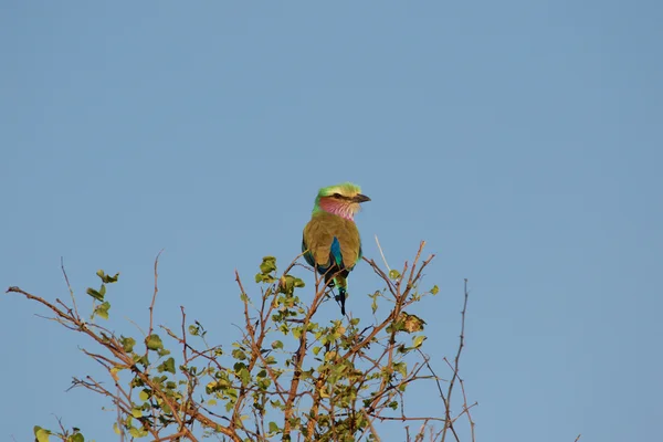 Very cute lilac-breasted roller — Stock Photo, Image