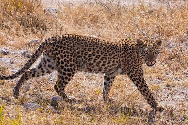 Leopard wandelen in etosha — Stockfoto