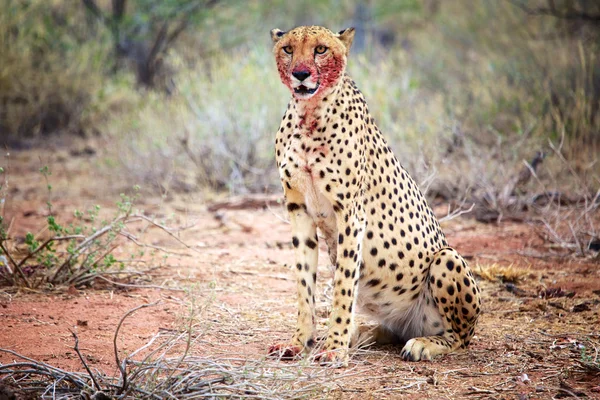 Ghepard după ce mănâncă — Fotografie, imagine de stoc