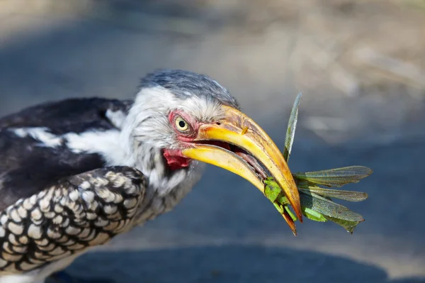 A southern yellow hornbill — Stock Photo, Image