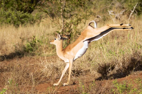 Impala 's dance — стоковое фото