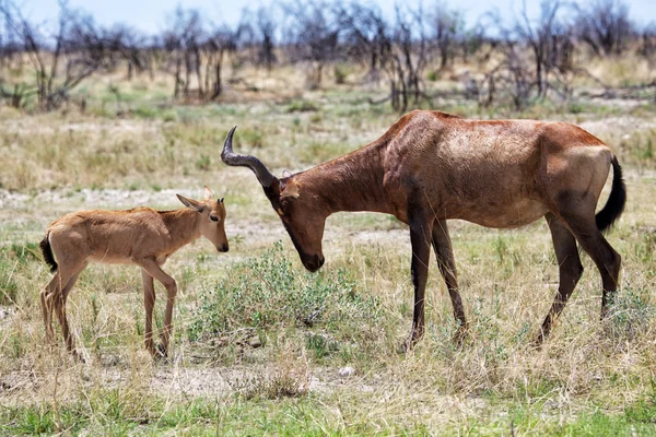 Madre e hijo —  Fotos de Stock