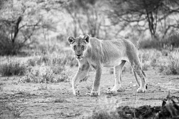 Young lion in the bush — Stock Photo, Image