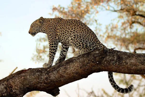 Leopardo en un árbol — Foto de Stock