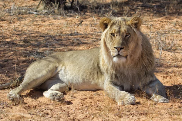 Hím oroszlán Kgalagadi — Stock Fotó