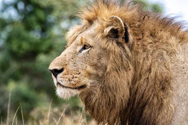 Portrét lva samčího — Stock fotografie