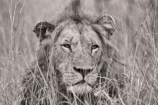 Portrait of a lion in black and white — Stock Photo, Image