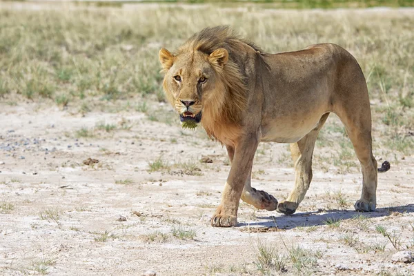 Leeuw is kijken naar mij — Stockfoto