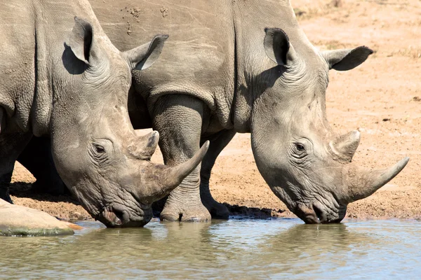 Rinocerontes água potável — Fotografia de Stock