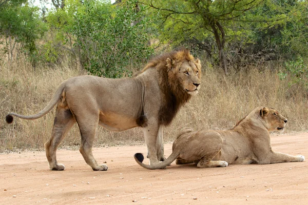 Lion & lioness on the road — Stock Photo, Image