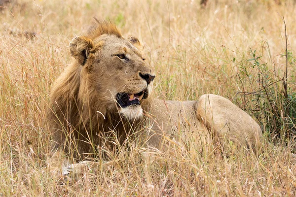 Lion dans l'herbe — Photo