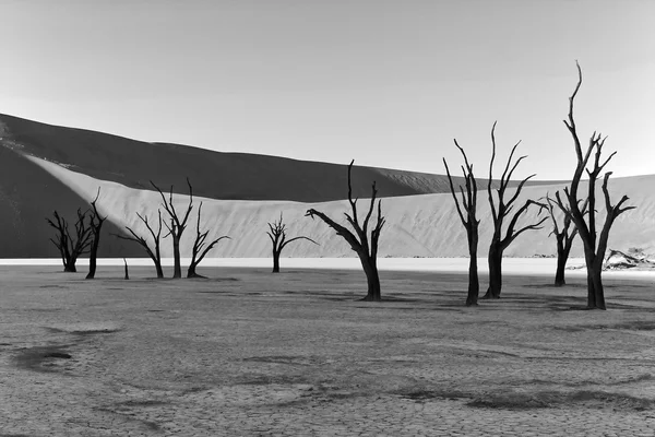 Deadvlei namibie desert — Stock Photo, Image