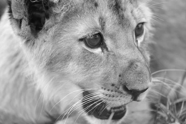 Bir aslan yavrusu kruger Milli Parkı içinde portresi — Stok fotoğraf