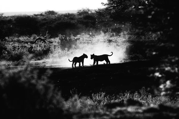 Cachorros de león en el polvo — Foto de Stock