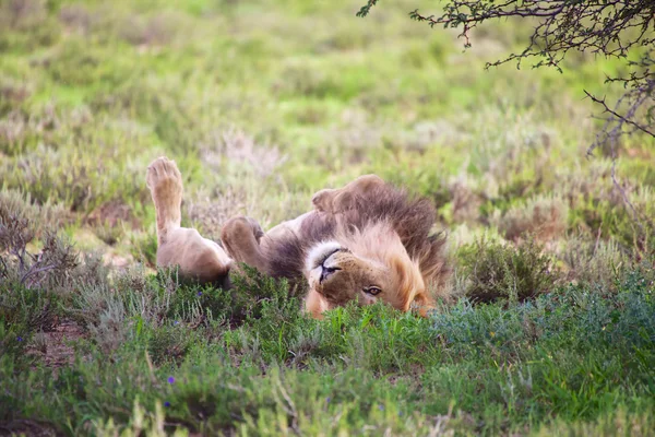 Leeuw op kgalagadi — Stockfoto