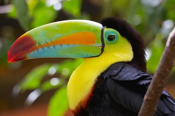 Colorful Keel Billed Toucan 스톡 사진