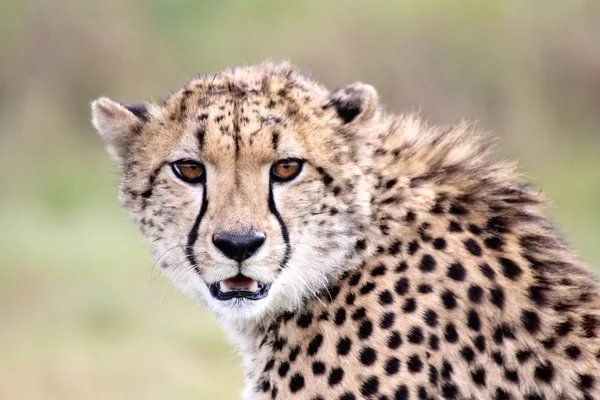 A young cheetah in kgalagadi transfrontier Royalty Free Stock Photos