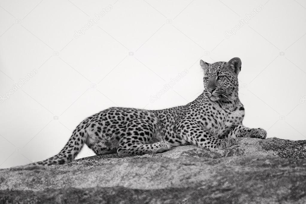 leopard on a rock (Kruger)