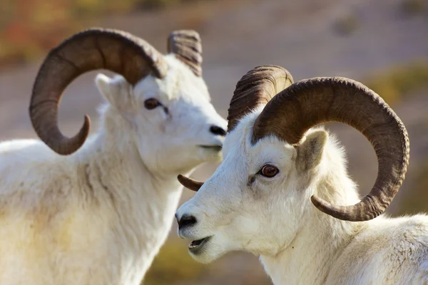 Ovejas de Dall de alaska — Foto de Stock