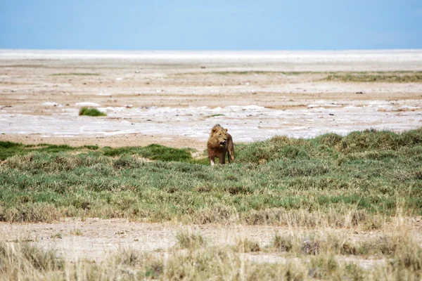 Aslan Pan — Stok fotoğraf