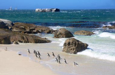 Boulder penguenler Güney Afrika plaj