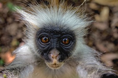 Kırmızı colobus zanzibar maymun