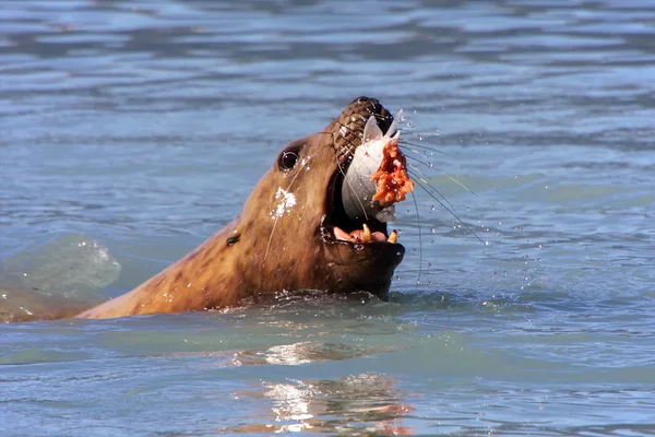 Seal eating a salmon in valdez alaska — Stock Photo, Image