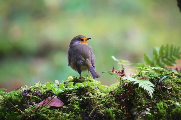 Rouge-Schluchtenwald — Stockfoto