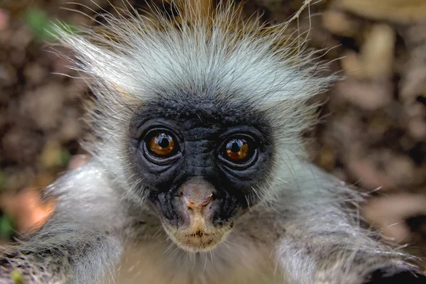 Rode colobus aap zanzibar — Stockfoto