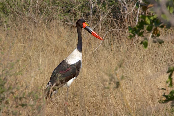 Saddle billed stork in the bush — Stock Photo, Image