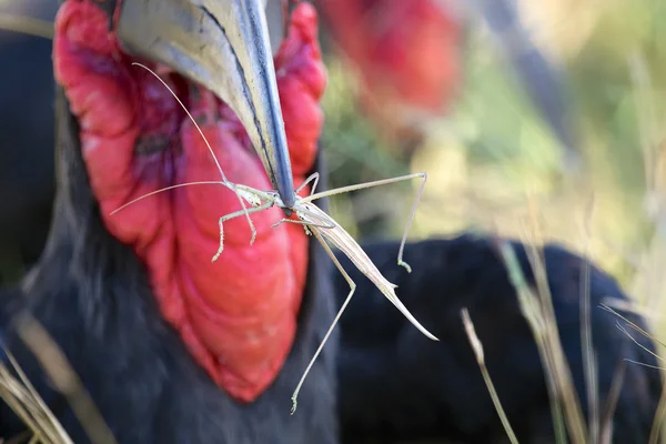 Grond neushoornvogel eten een stick insect — Stockfoto