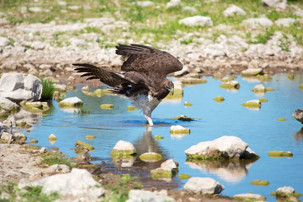 Martial eagle in a waterhole — Stock Photo, Image