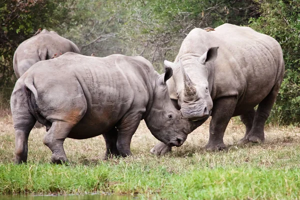 Noshörningar slagsmål på kruger — Stockfoto