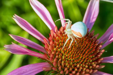 bir çiçek üzerinde beyaz örümcek