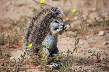 Zemin sincap kgalagadi Sınırötesi Park