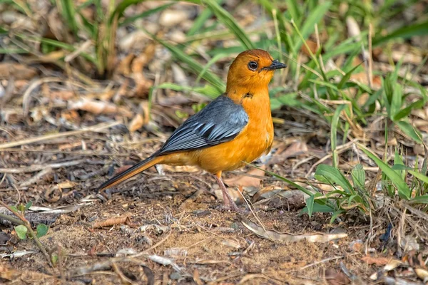 Red-capped Robin-Chat — Stok Foto