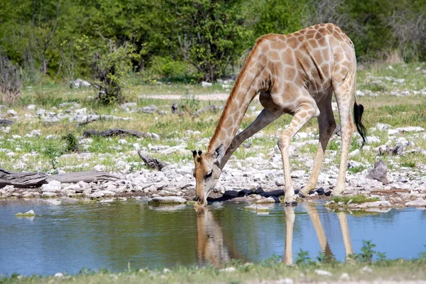 Girafa beber em um buraco de água etosha — Fotografia de Stock