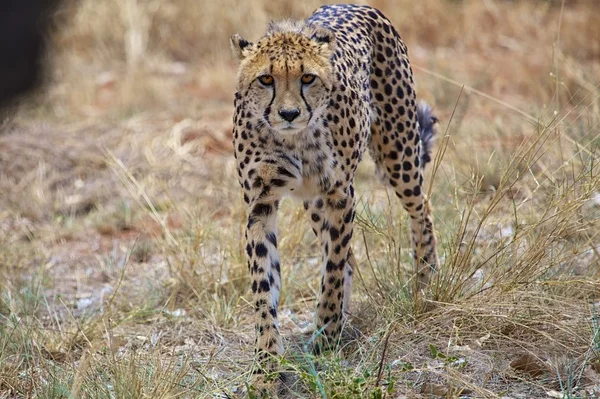 Young cheetah at etosha — Stock Photo, Image