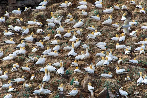 Alcatraces en siete islas francia —  Fotos de Stock