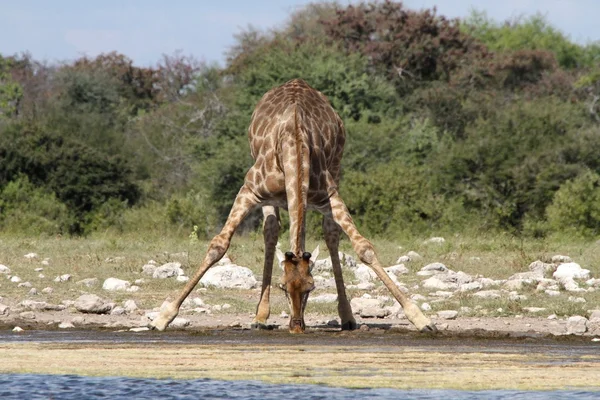 Descanso de enfriamiento en etosha —  Fotos de Stock