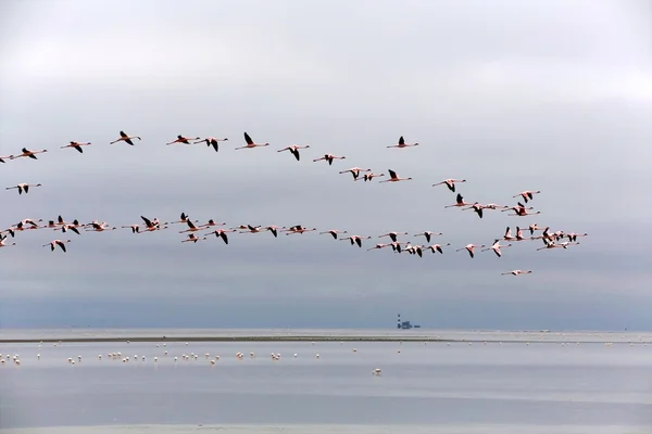 Flamingos at wallis bay namibia — Stock Photo, Image