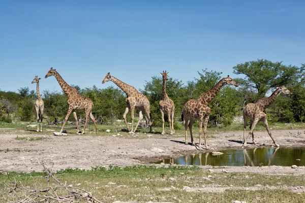 Cooling break  for a herd of girafes — Stock Photo, Image