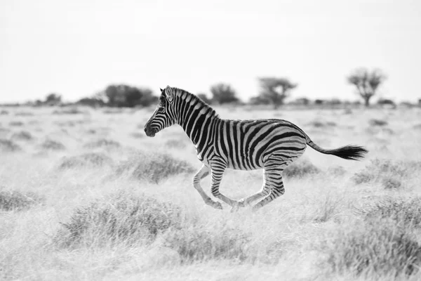 Giovane zebra in esecuzione — Foto Stock